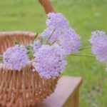 親子えいご遊びLet'sの皆さんへ